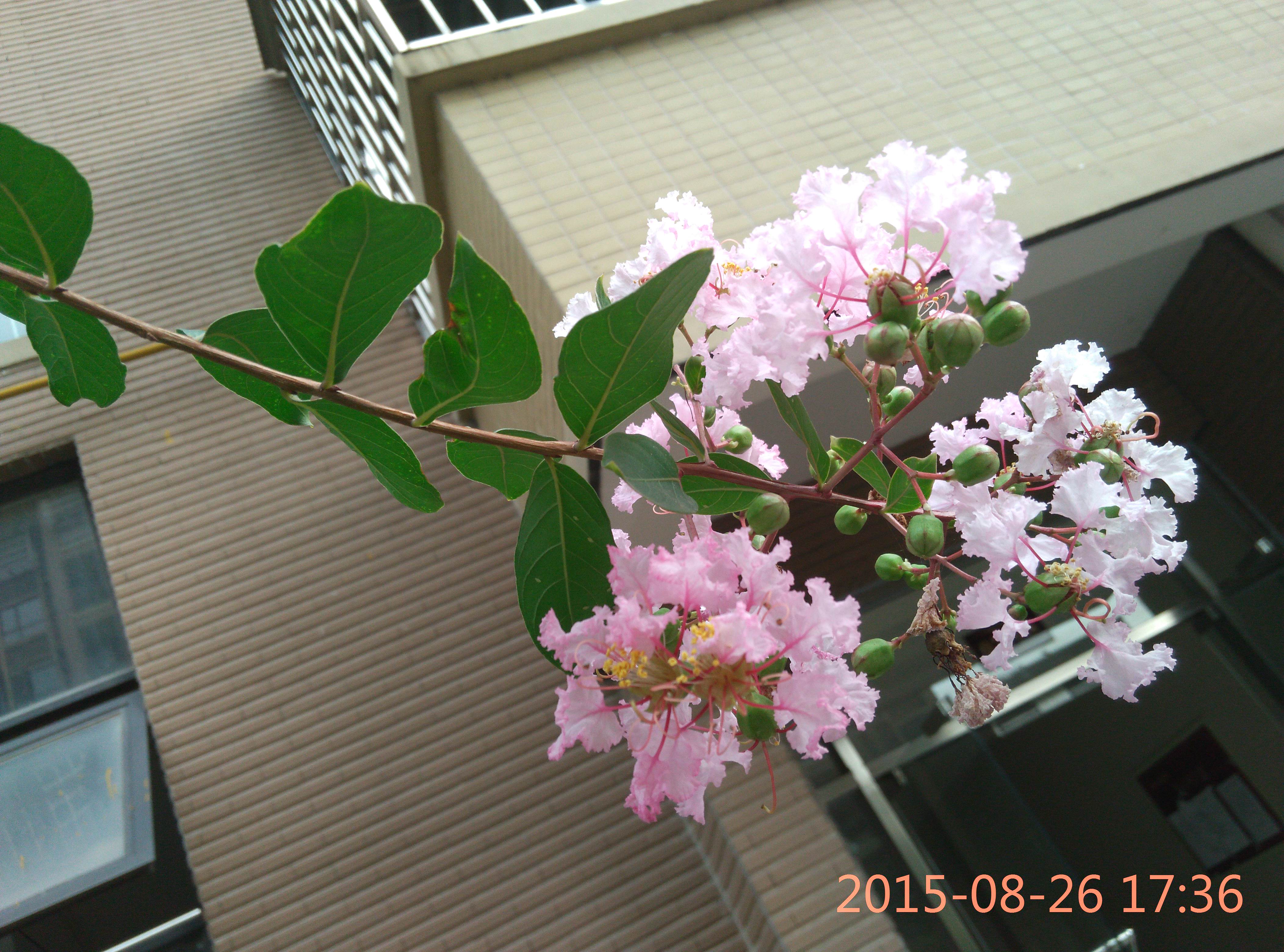20150830162221821.jpg